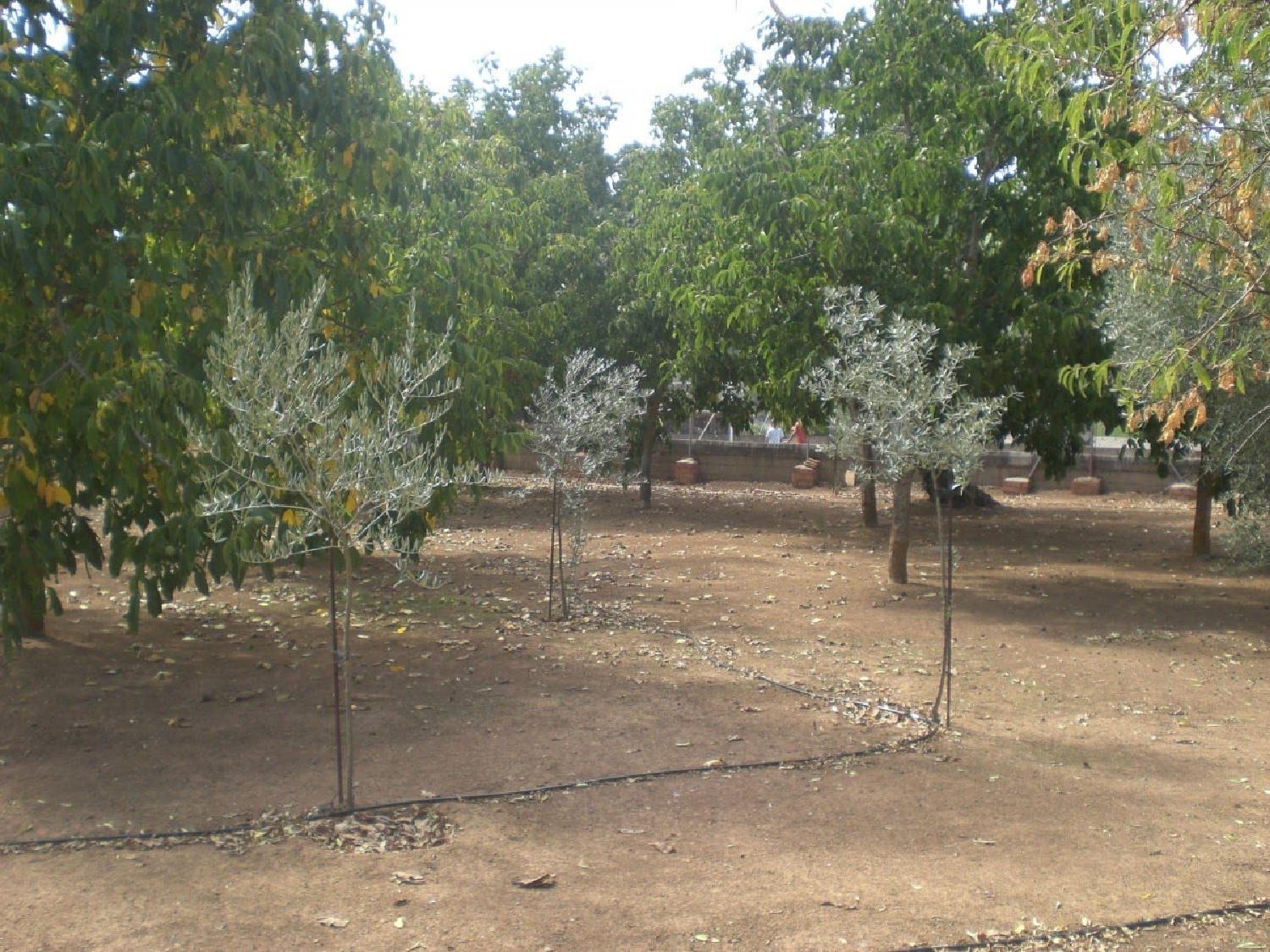  till salu villa Baldio Urbanizacion Valle Medio Del Guadalquivir 4