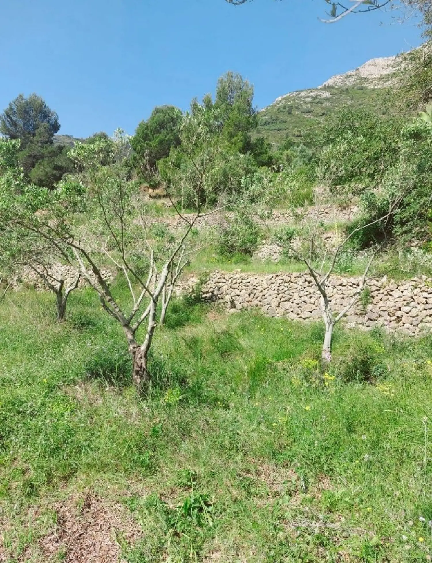  till salu villa El Cueto Caudal 19