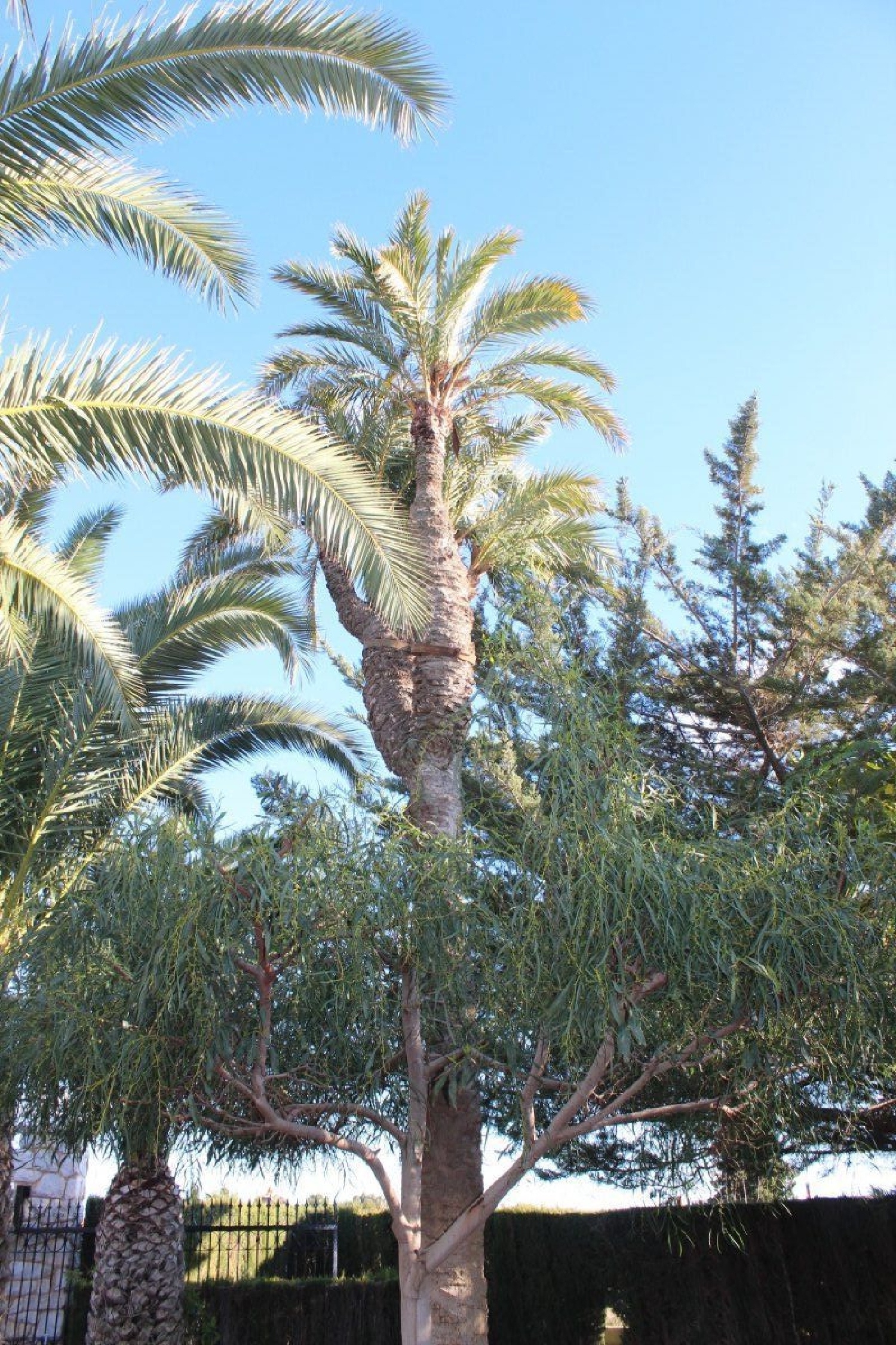  till salu villa Las Lomas Baix Vinalopó 5