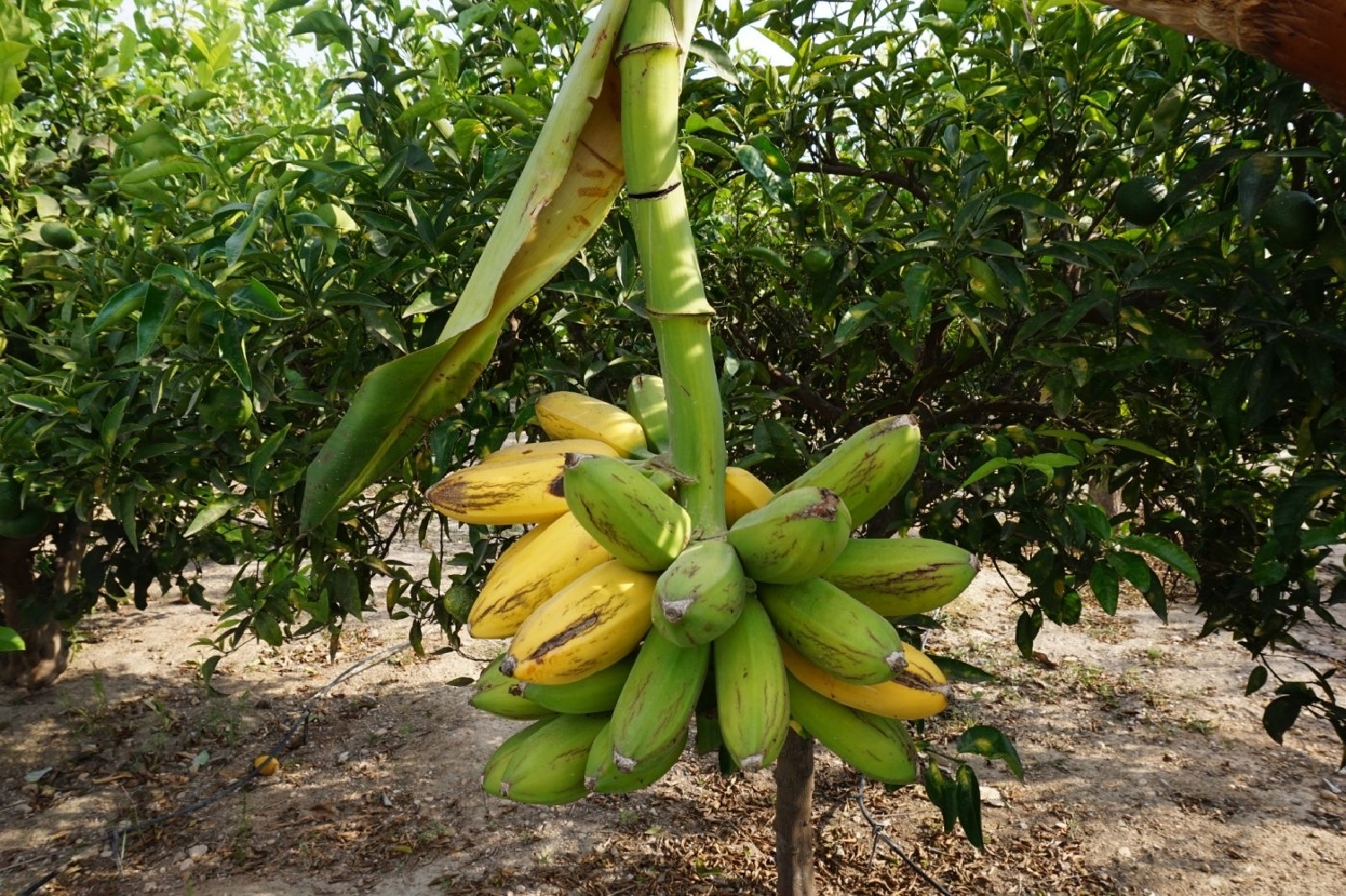  till salu villa Los Limoneros Baix Vinalopó 7