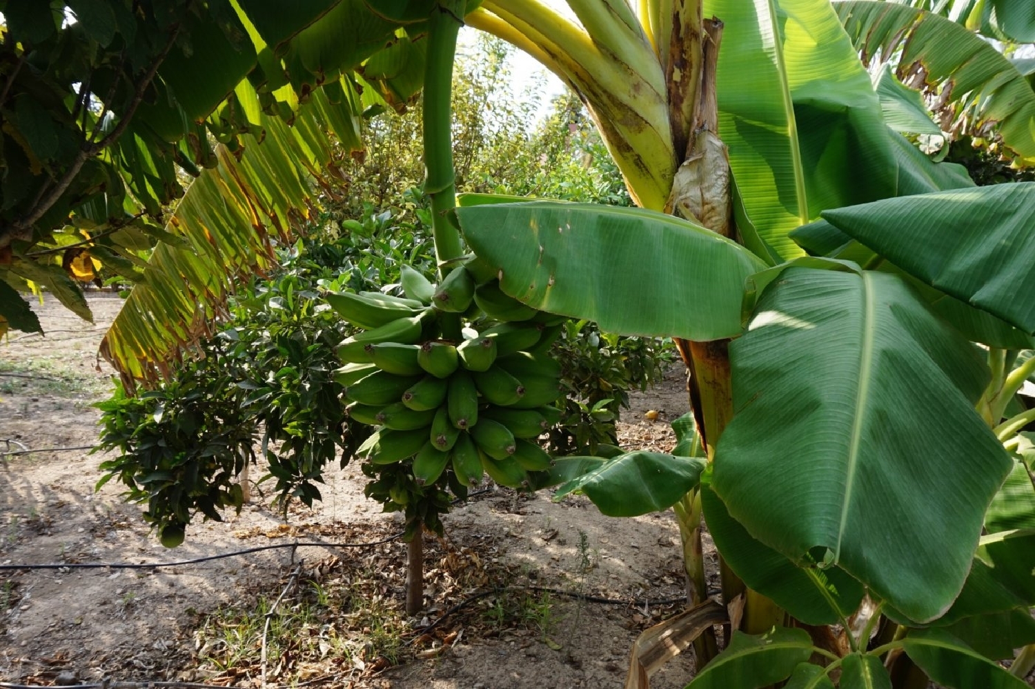  till salu villa Los Limoneros Baix Vinalopó 8