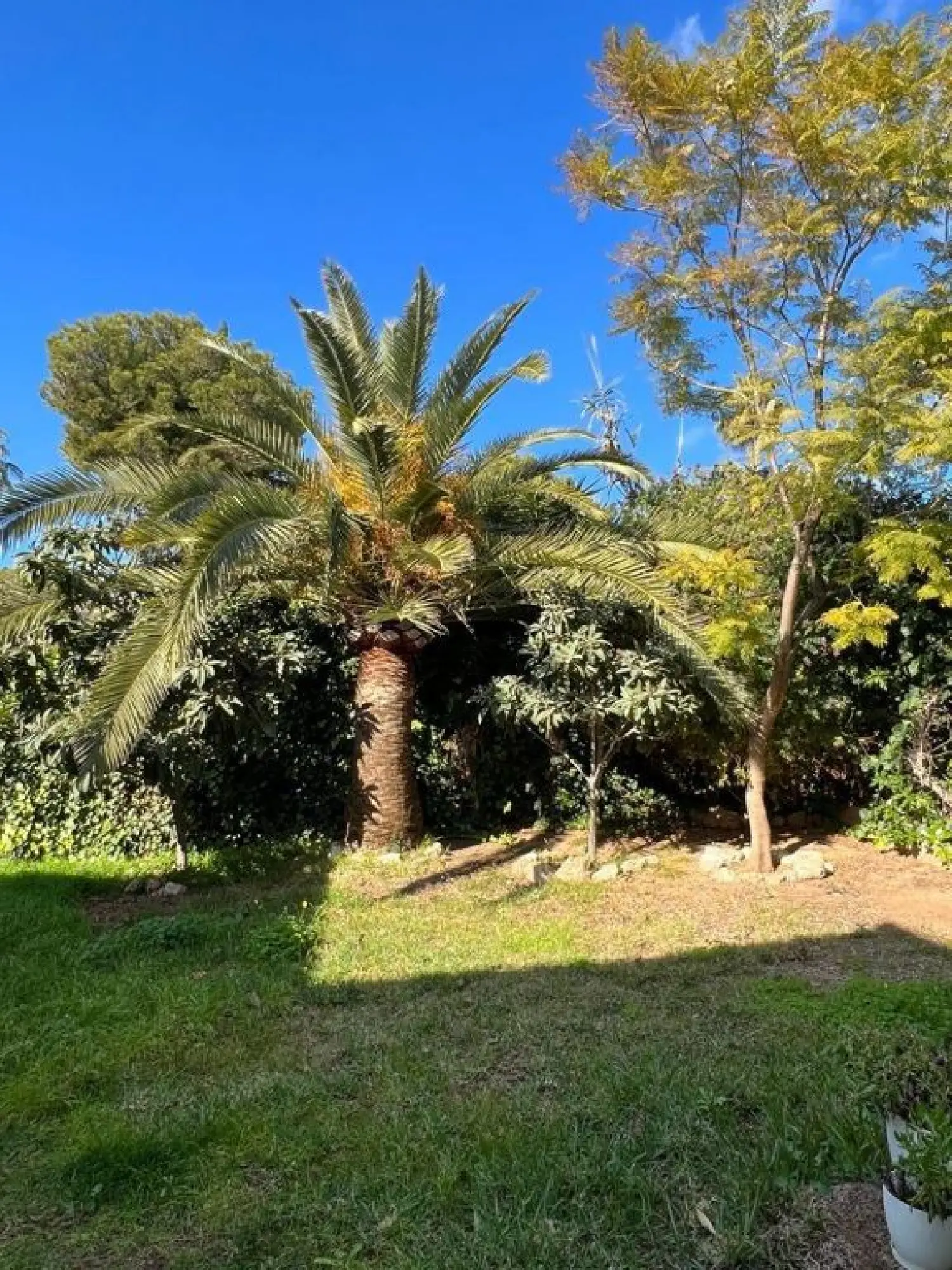  till salu villa Palmanova Ponent 3