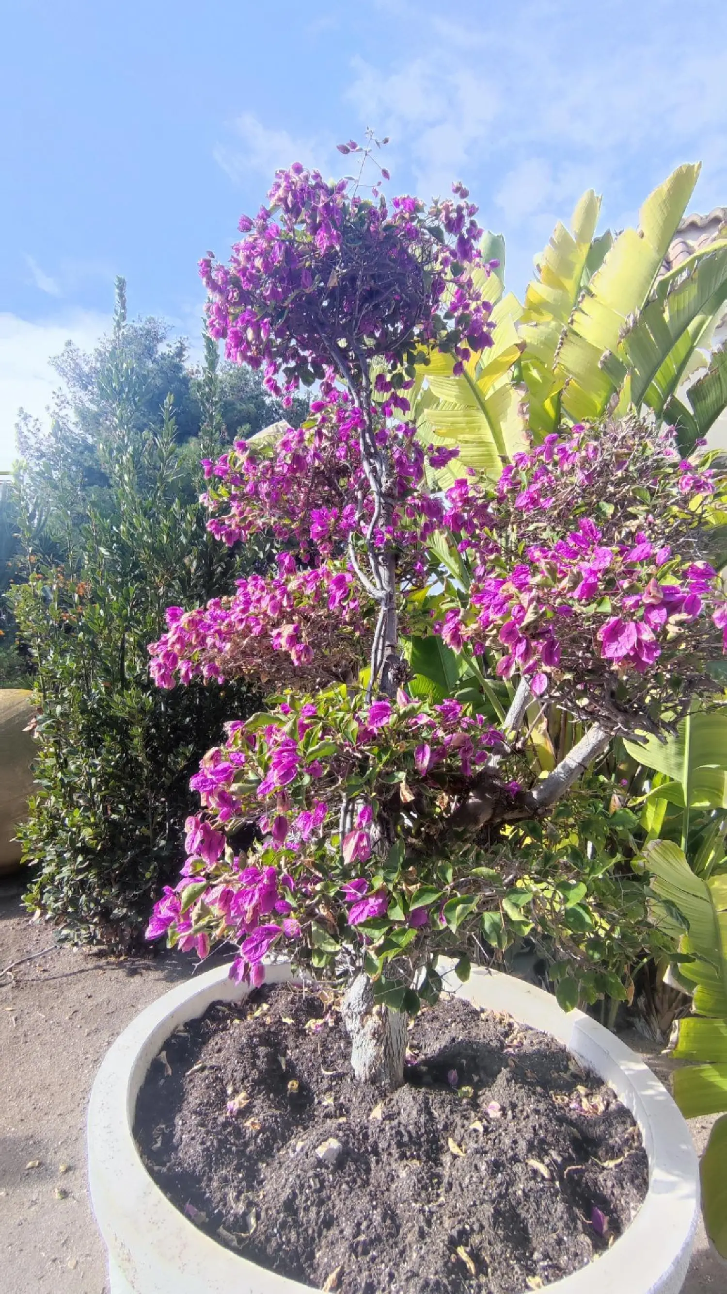  till salu villa L'advocat Alacantí 8