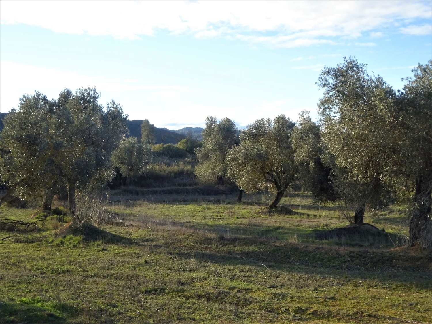  kaufen Wohnung Maella Bajo Aragón-Caspe 13