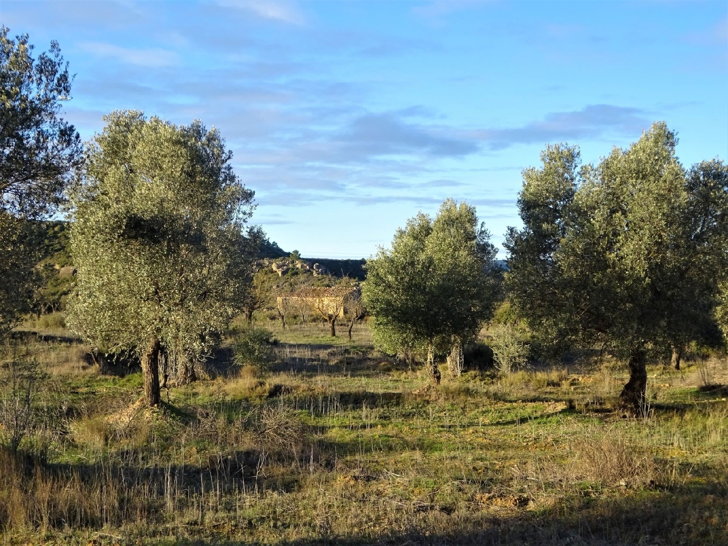  kaufen Wohnung Maella Bajo Aragón-Caspe 6