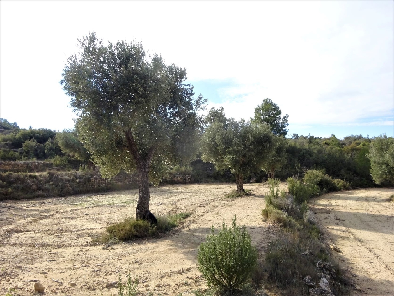  kaufen Wohnung Maella Bajo Aragón-Caspe 14