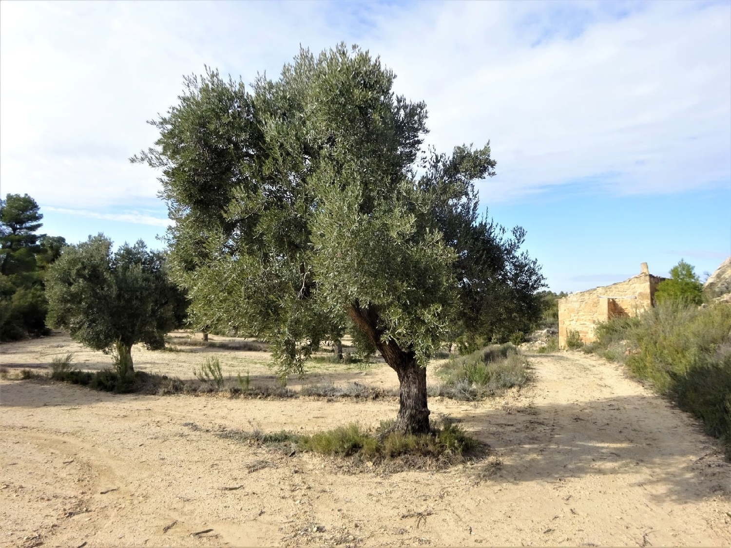  kaufen Wohnung Maella Bajo Aragón-Caspe 12