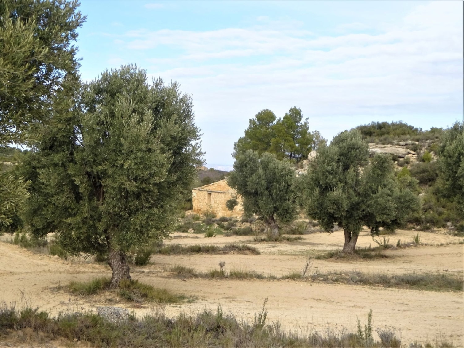  kaufen Wohnung Maella Bajo Aragón-Caspe 15