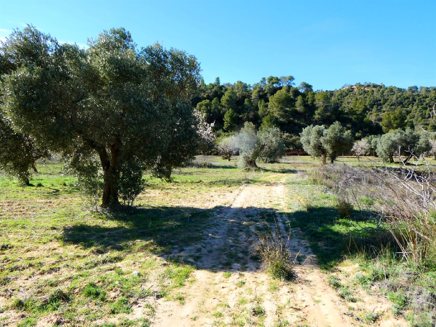  kaufen Wohnung Maella Bajo Aragón-Caspe 3