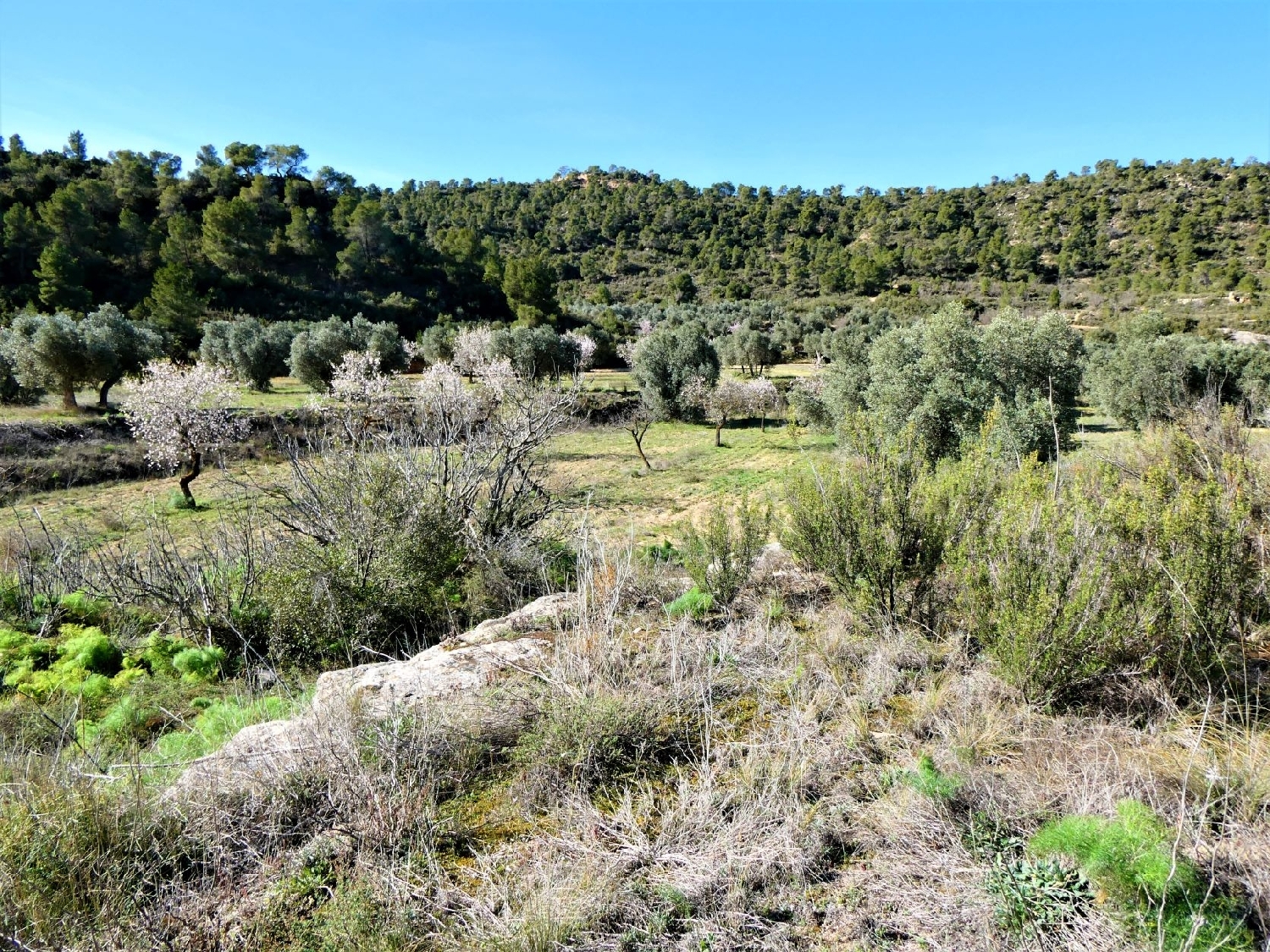  kaufen Wohnung Maella Bajo Aragón-Caspe 11