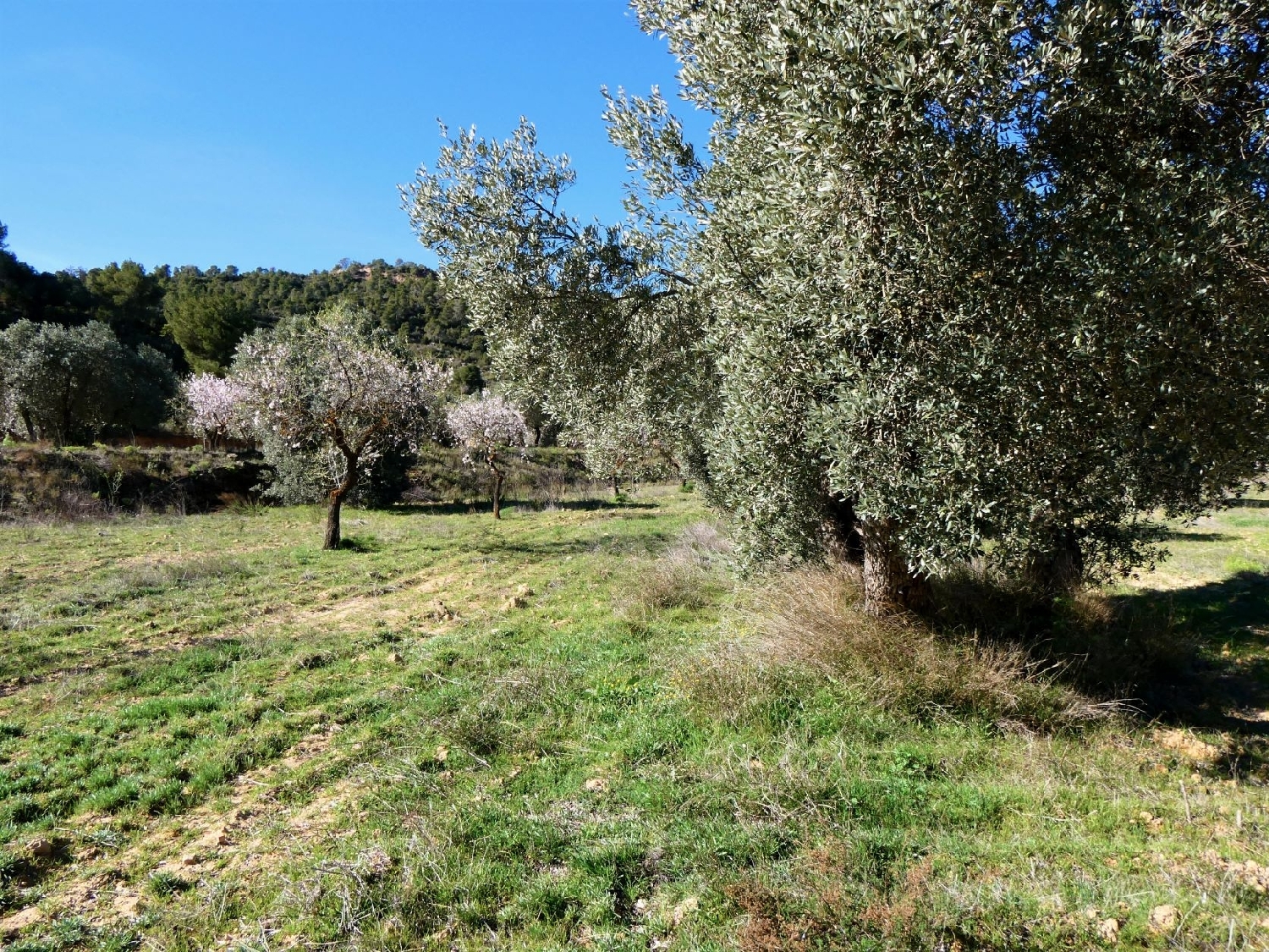  kaufen Wohnung Maella Bajo Aragón-Caspe 14
