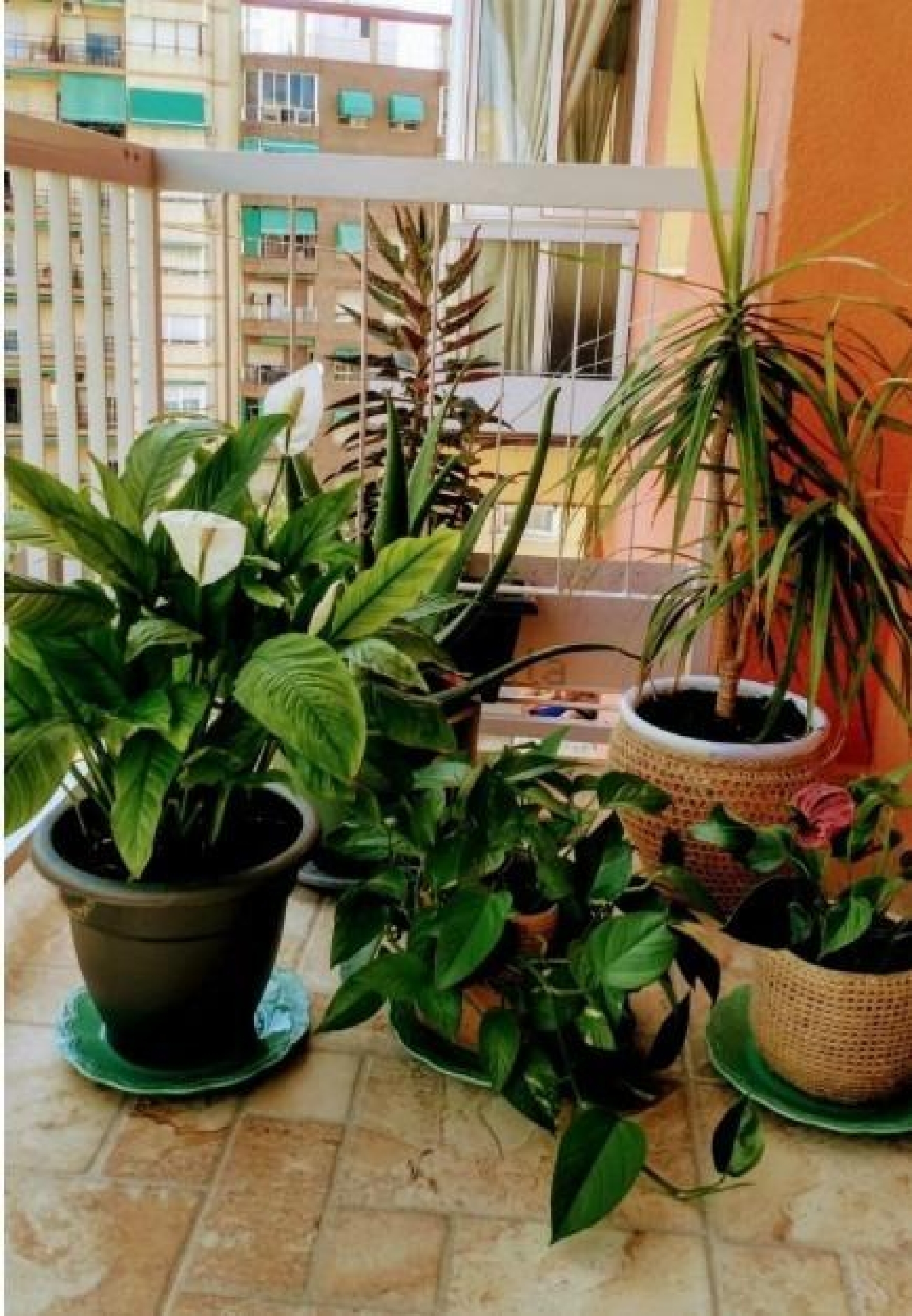  kaufen Wohnung San Blas Alacantí 6