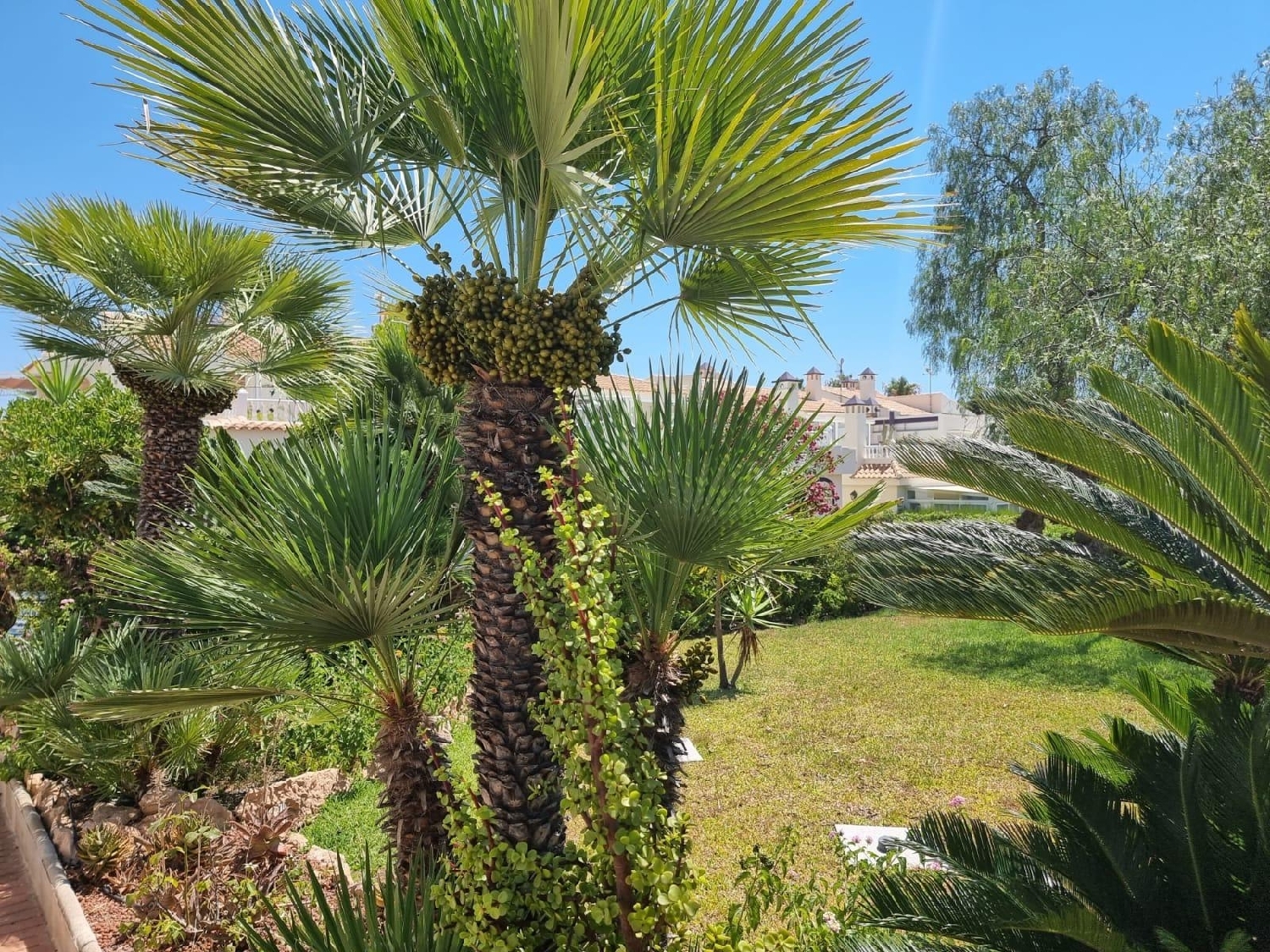  till salu lägenhet Torrevieja Baix Segura 5