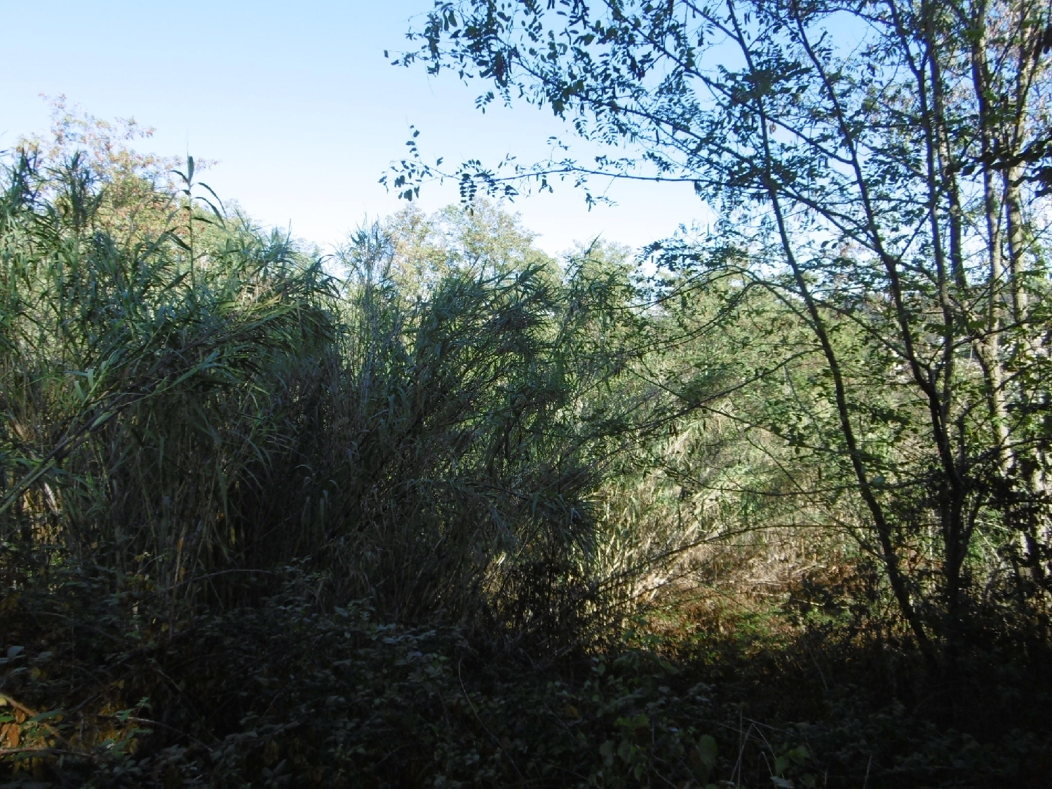  en venta local comercial Arbúcies Selva 8