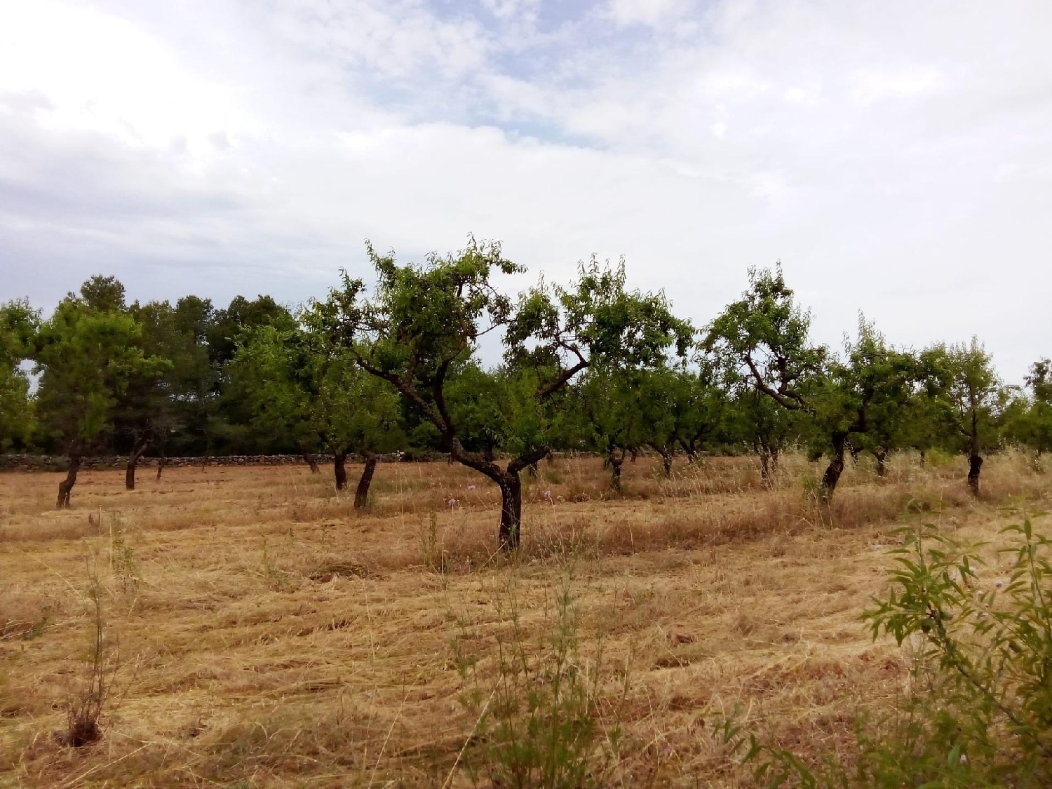  te koop boerderij Barrachina Jiloca 1