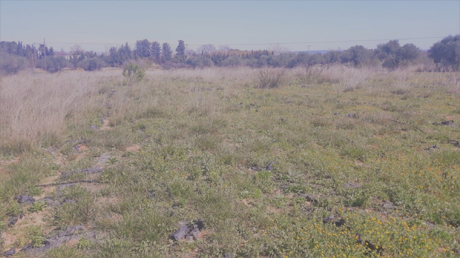  for sale country house Barriada Les Tres Creus Bages 3