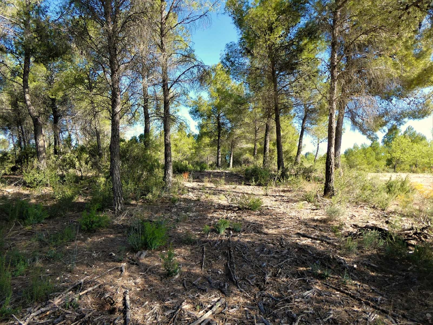  à vendre maison de campagne Calaceite Matarraña 7