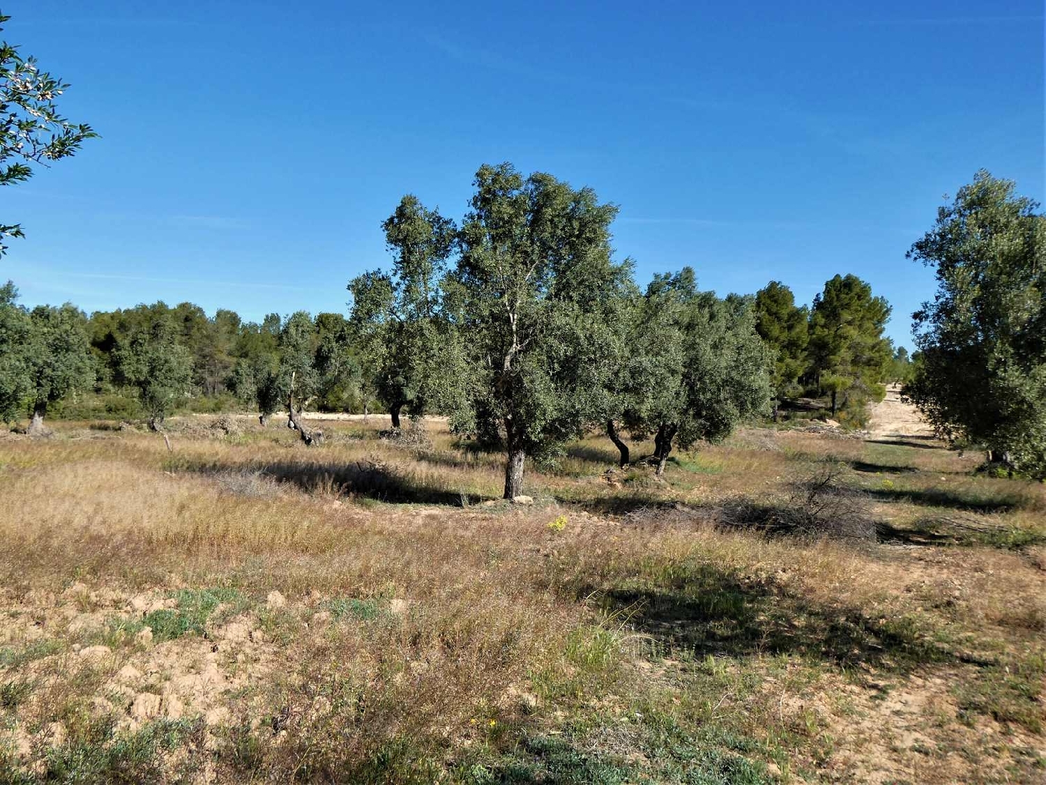  à vendre maison de campagne Calaceite Matarraña 3