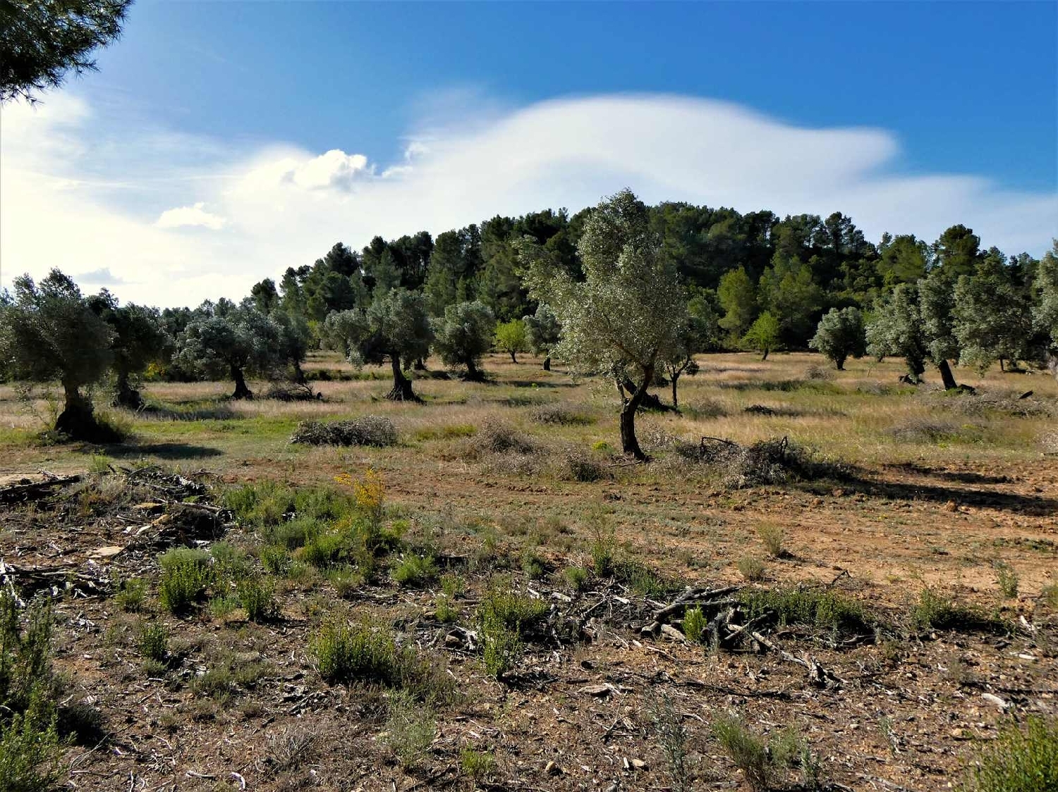 à vendre maison de campagne Calaceite Matarraña 4