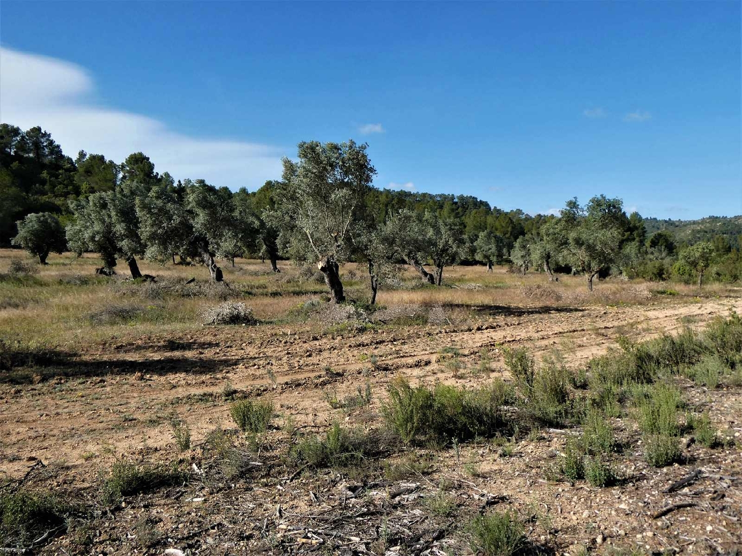  à vendre maison de campagne Calaceite Matarraña 5