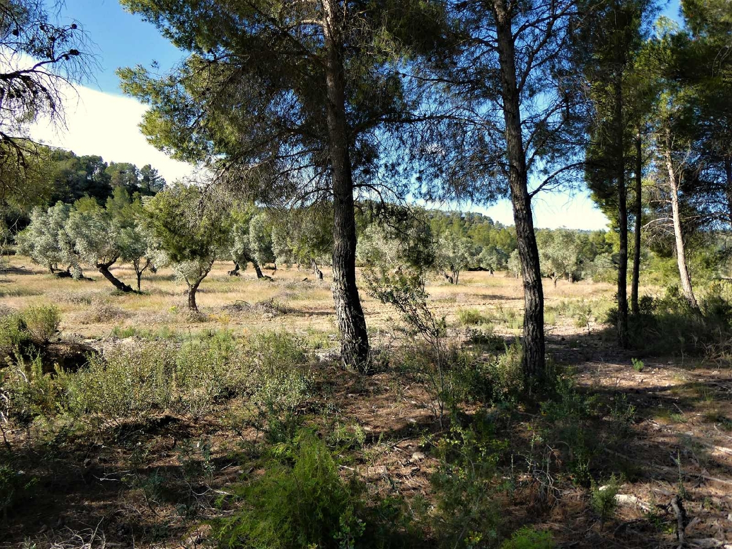  à vendre maison de campagne Calaceite Matarraña 6