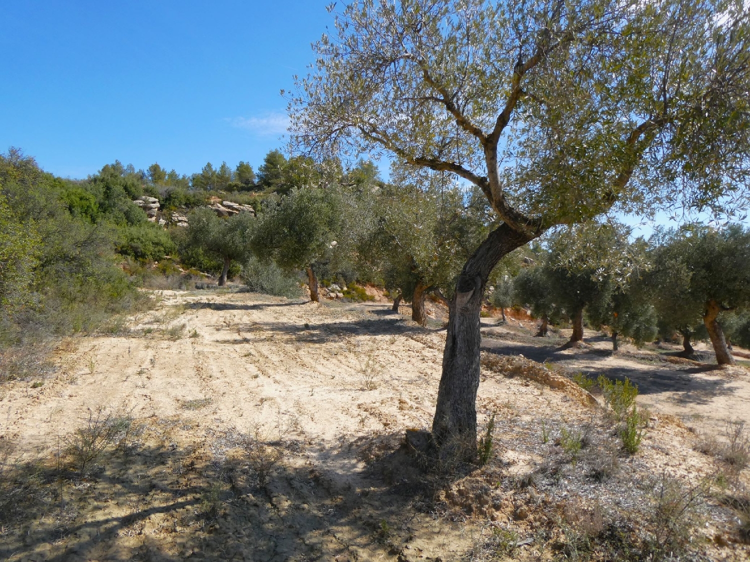  à vendre maison de campagne Calaceite Matarraña 14
