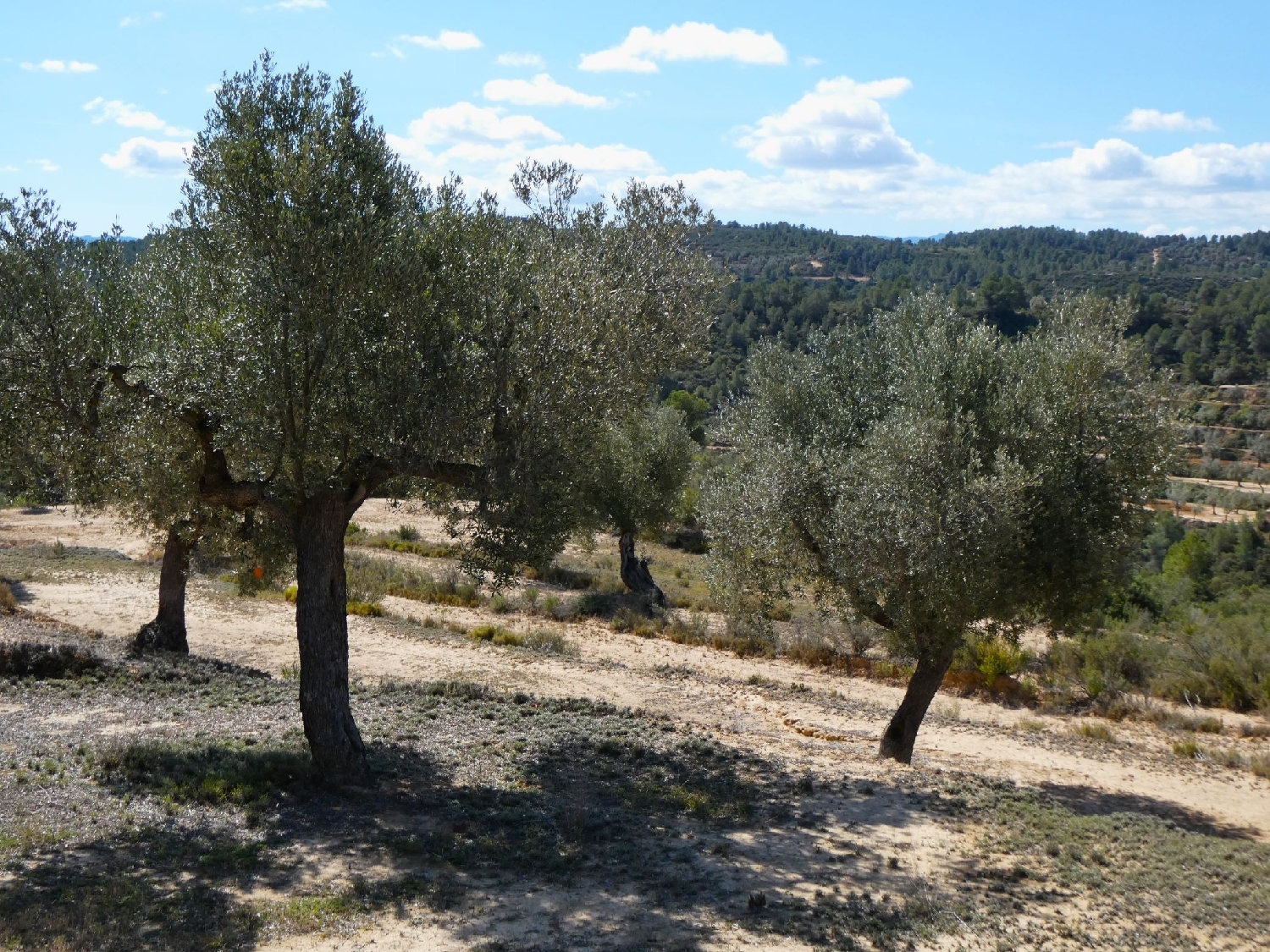  à vendre maison de campagne Calaceite Matarraña 11