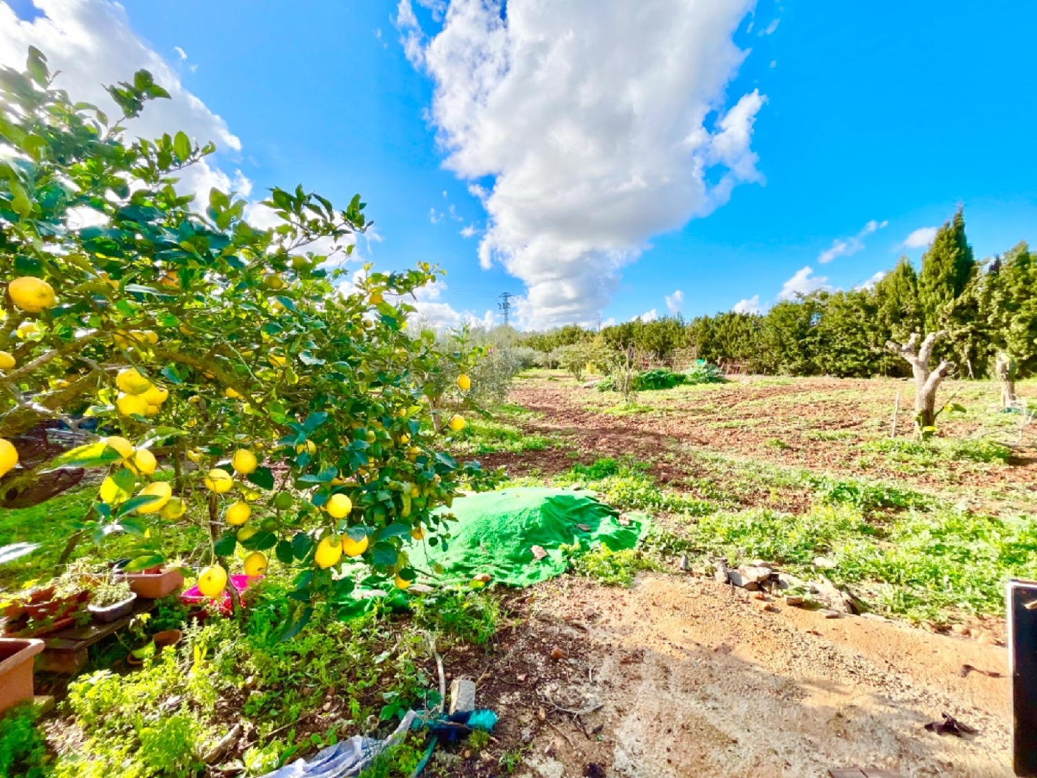  en venta finca rústica Campos Sud 4