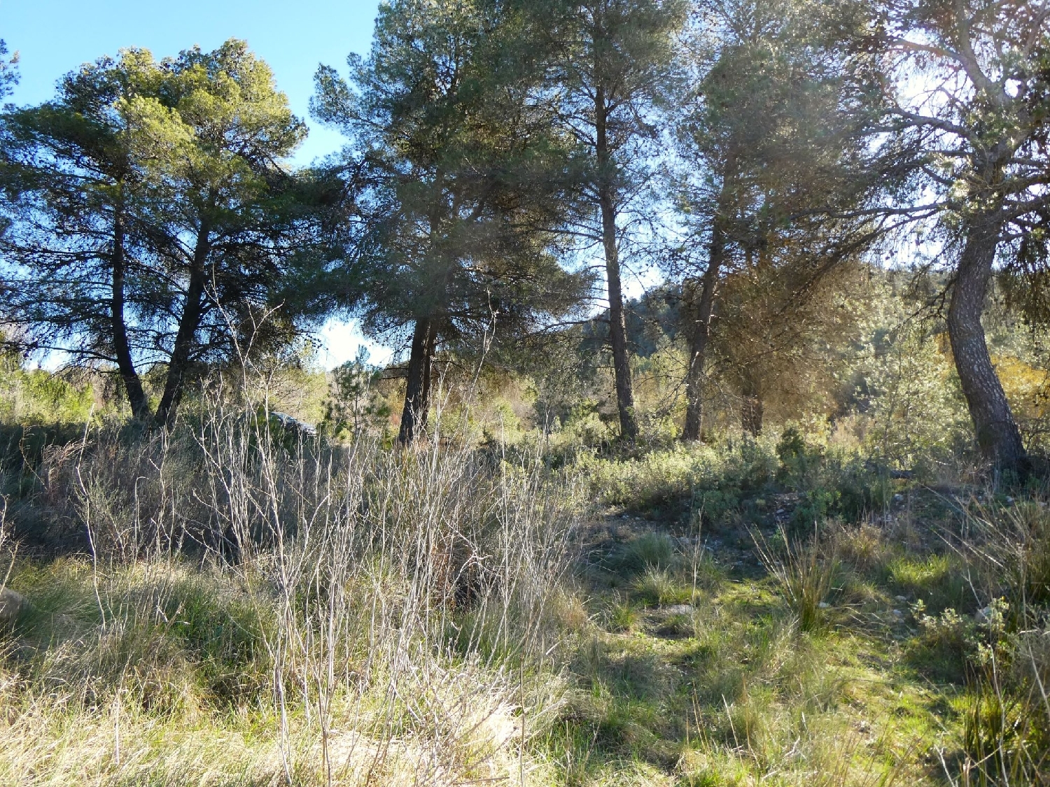  à vendre maison de campagne Caseres Terra Alta 8