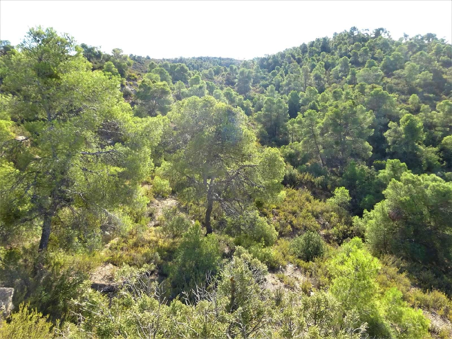  à vendre maison de campagne Caspe Bajo Aragón-Caspe 6
