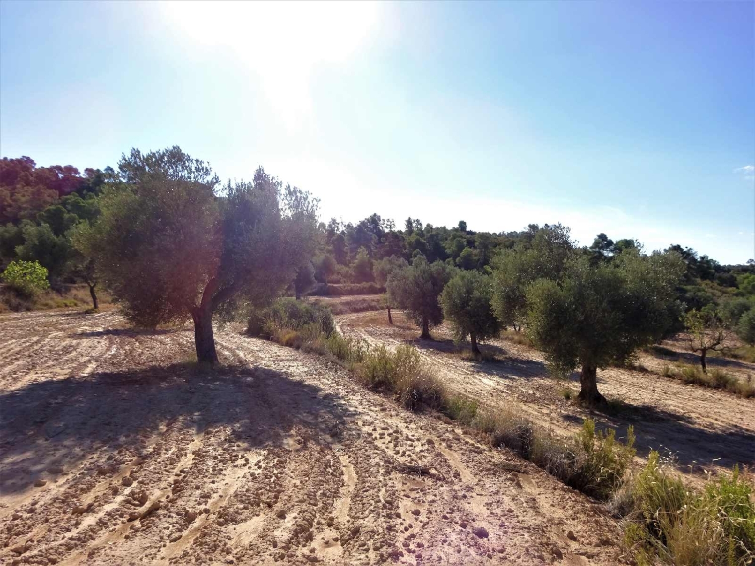 à vendre maison de campagne Caspe Bajo Aragón-Caspe 2