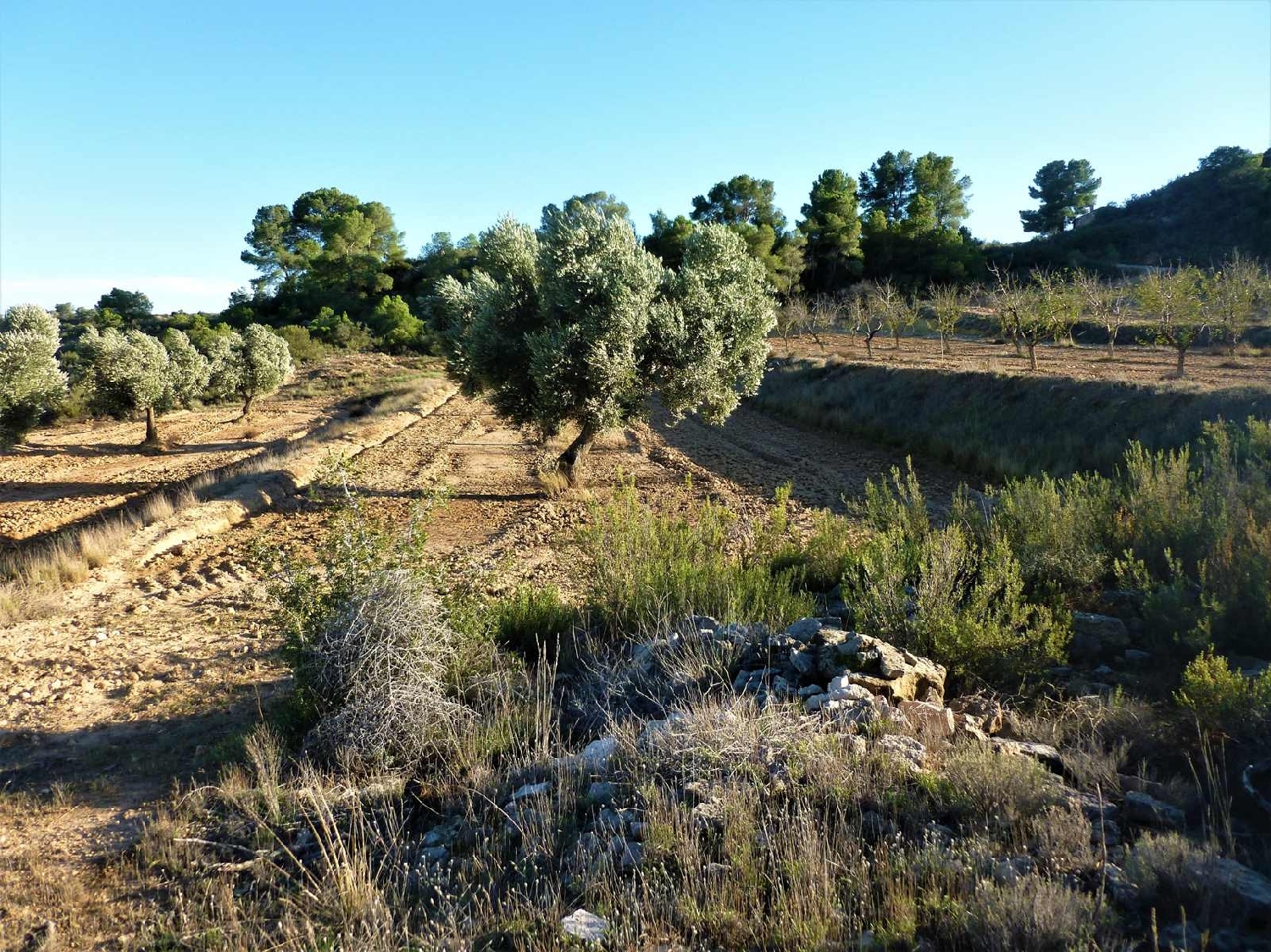  à vendre maison de campagne Fabara Bajo Aragón-Caspe 10