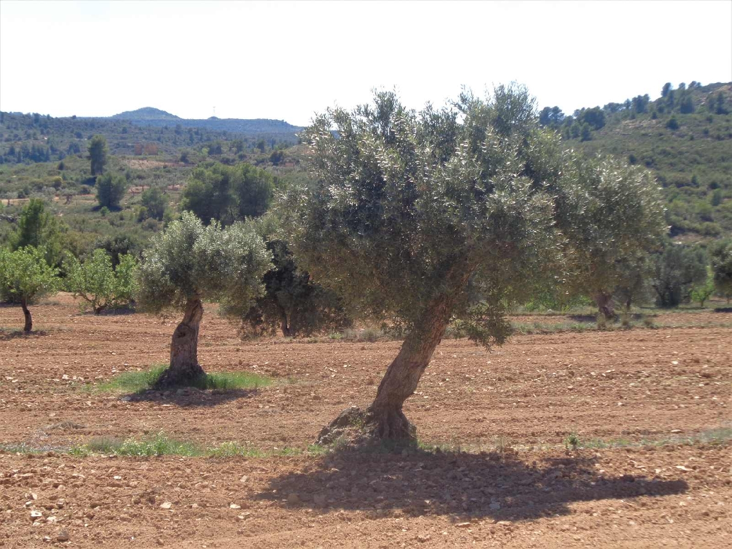 à vendre maison de campagne Fabara Bajo Aragón-Caspe 8