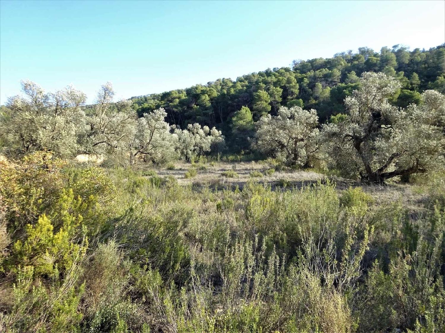  à vendre maison de campagne Fabara Bajo Aragón-Caspe 14