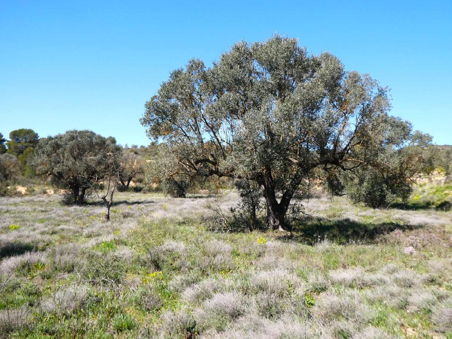  à vendre maison de campagne Fabara Bajo Aragón-Caspe 15