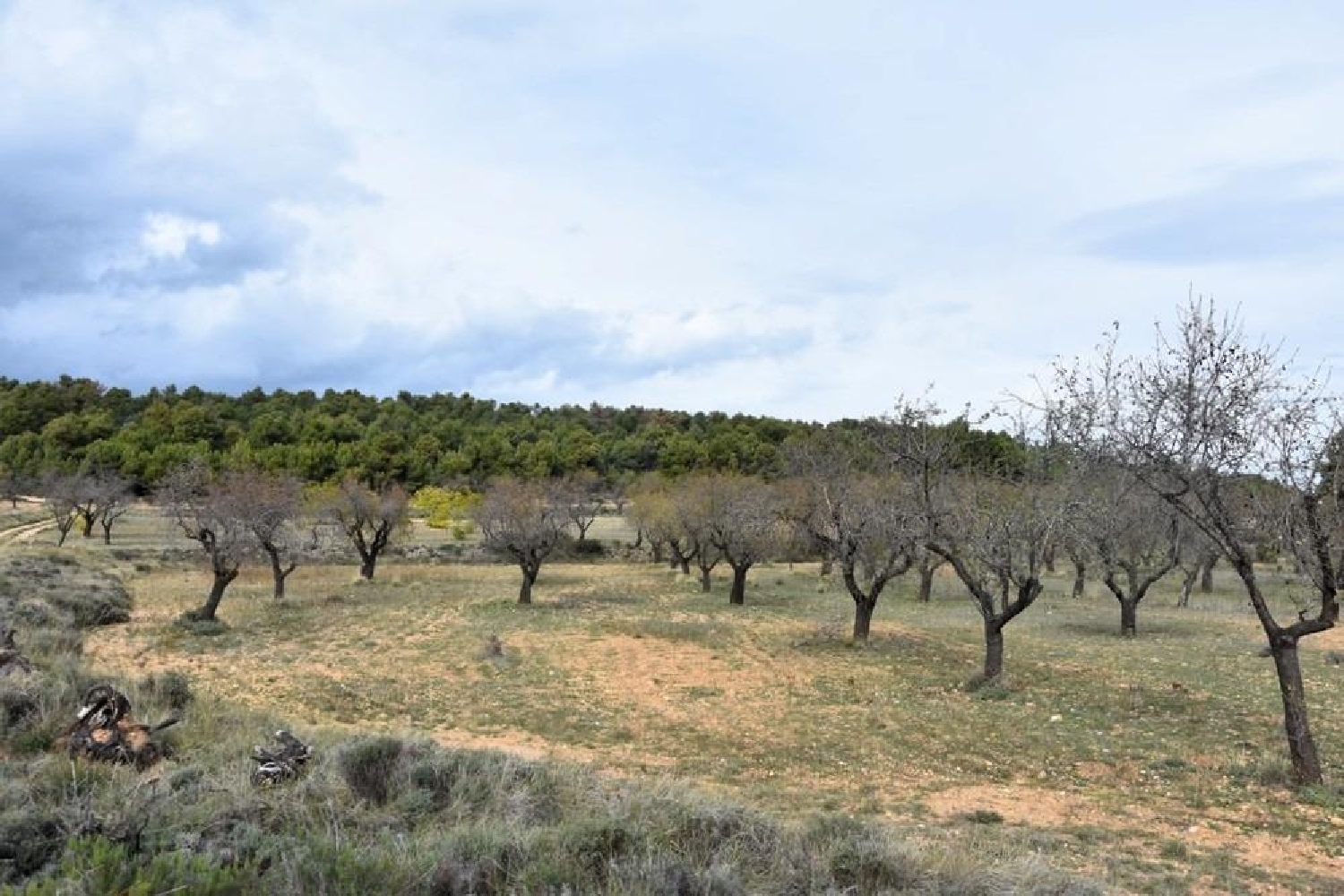  en venta finca rústica Fuentespalda Matarraña 1