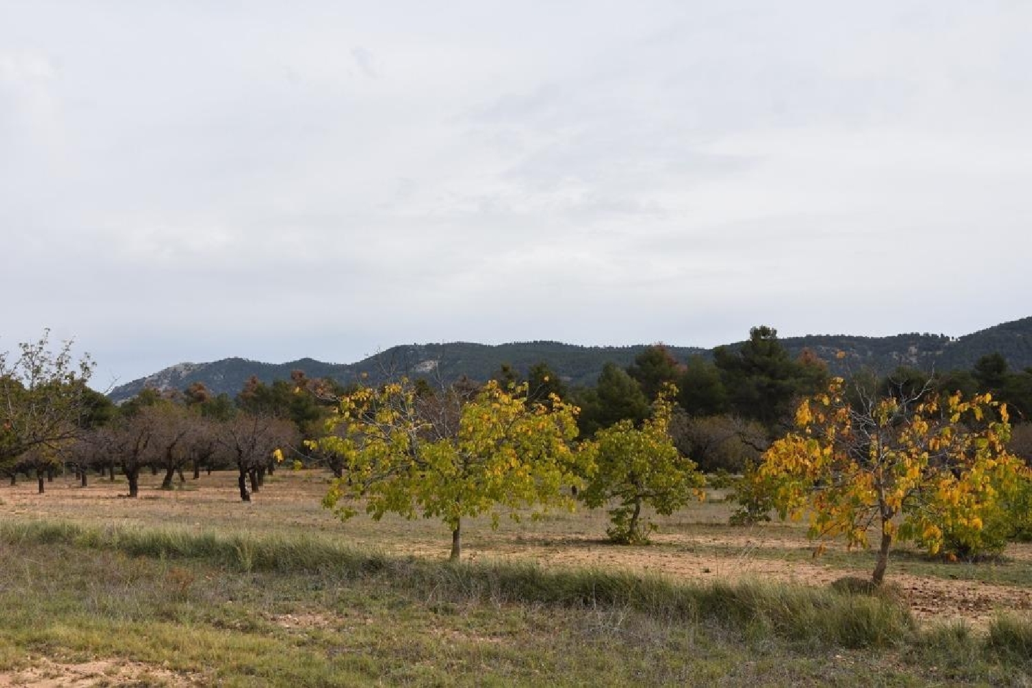  en venta finca rústica Fuentespalda Matarraña 3