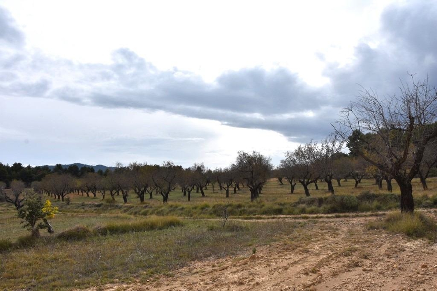  en venta finca rústica Fuentespalda Matarraña 2