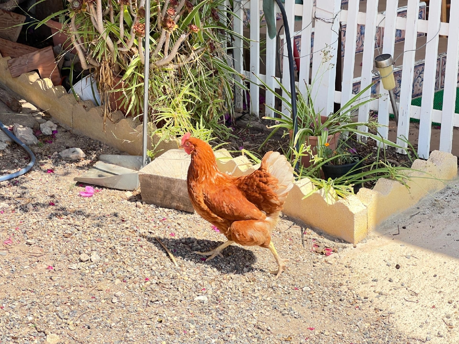  till salu hus på landet La Basca Huerta De Murcia 8