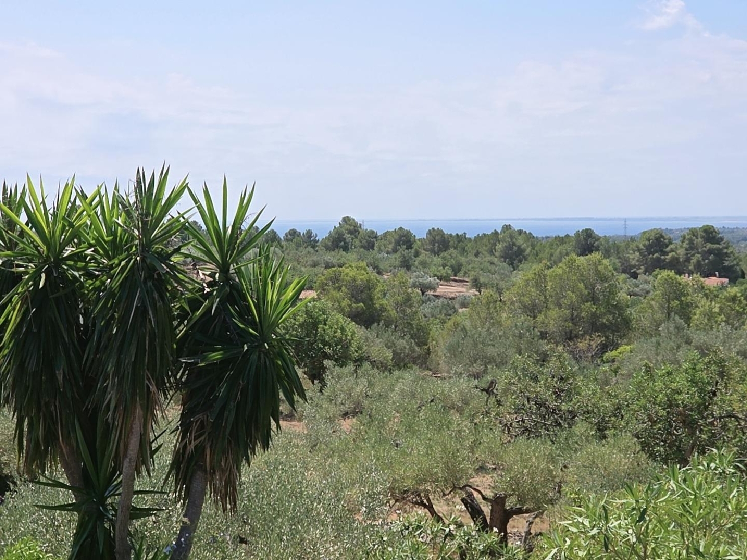  en venta finca rústica L'ametlla De Mar Baix Ebre 2
