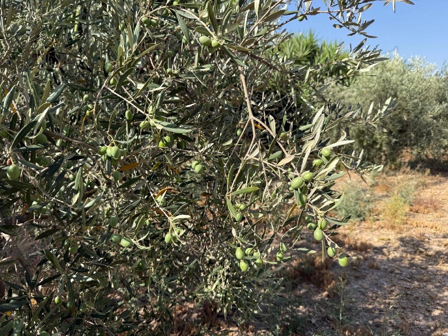  te koop boerderij Los Conesas Huerta De Murcia 6