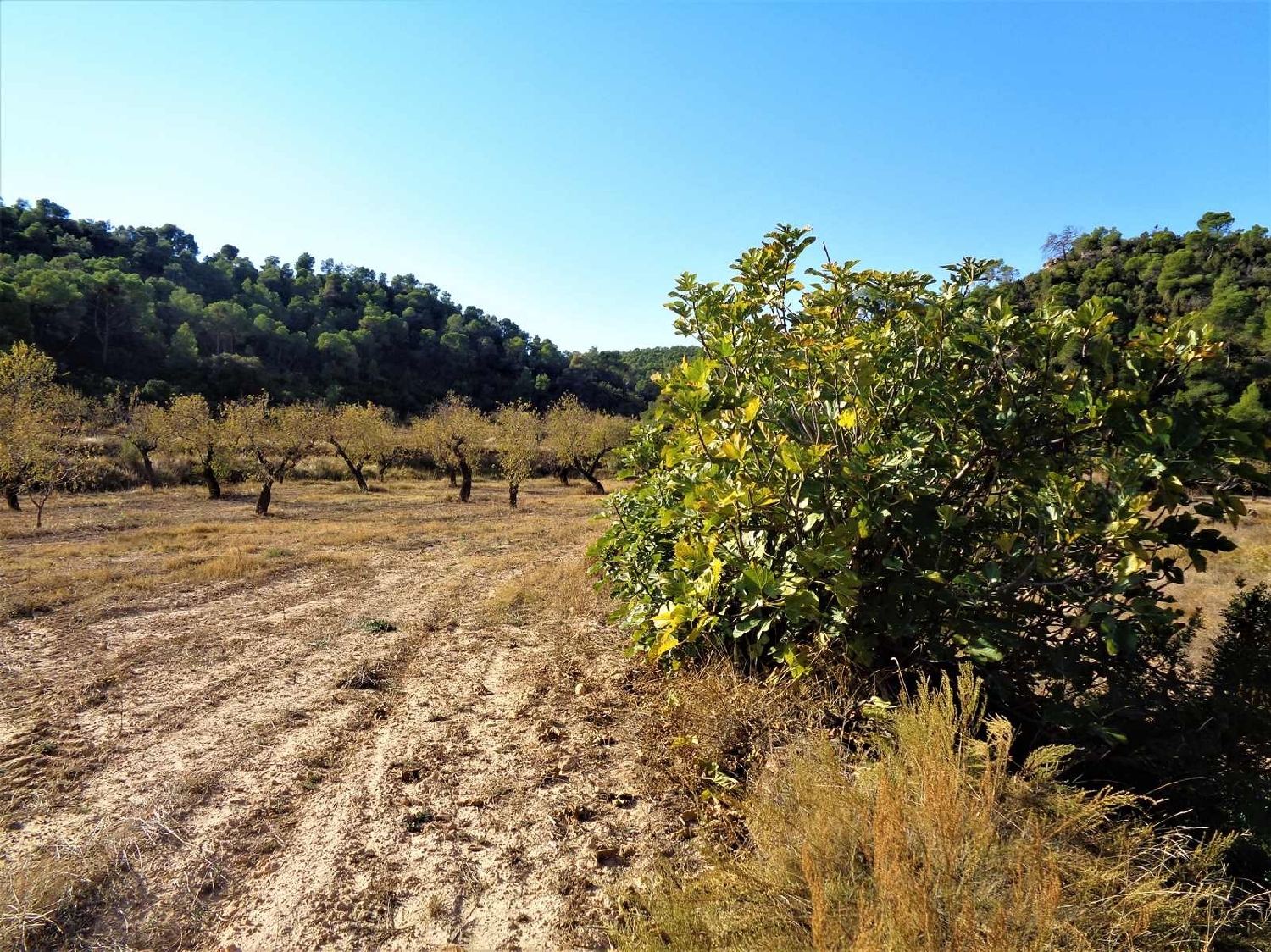 à vendre maison de campagne Maella Bajo Aragón-Caspe 4