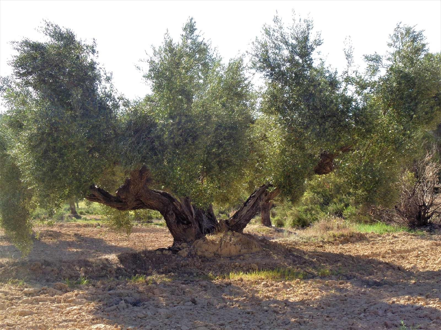  à vendre maison de campagne Maella Bajo Aragón-Caspe 15