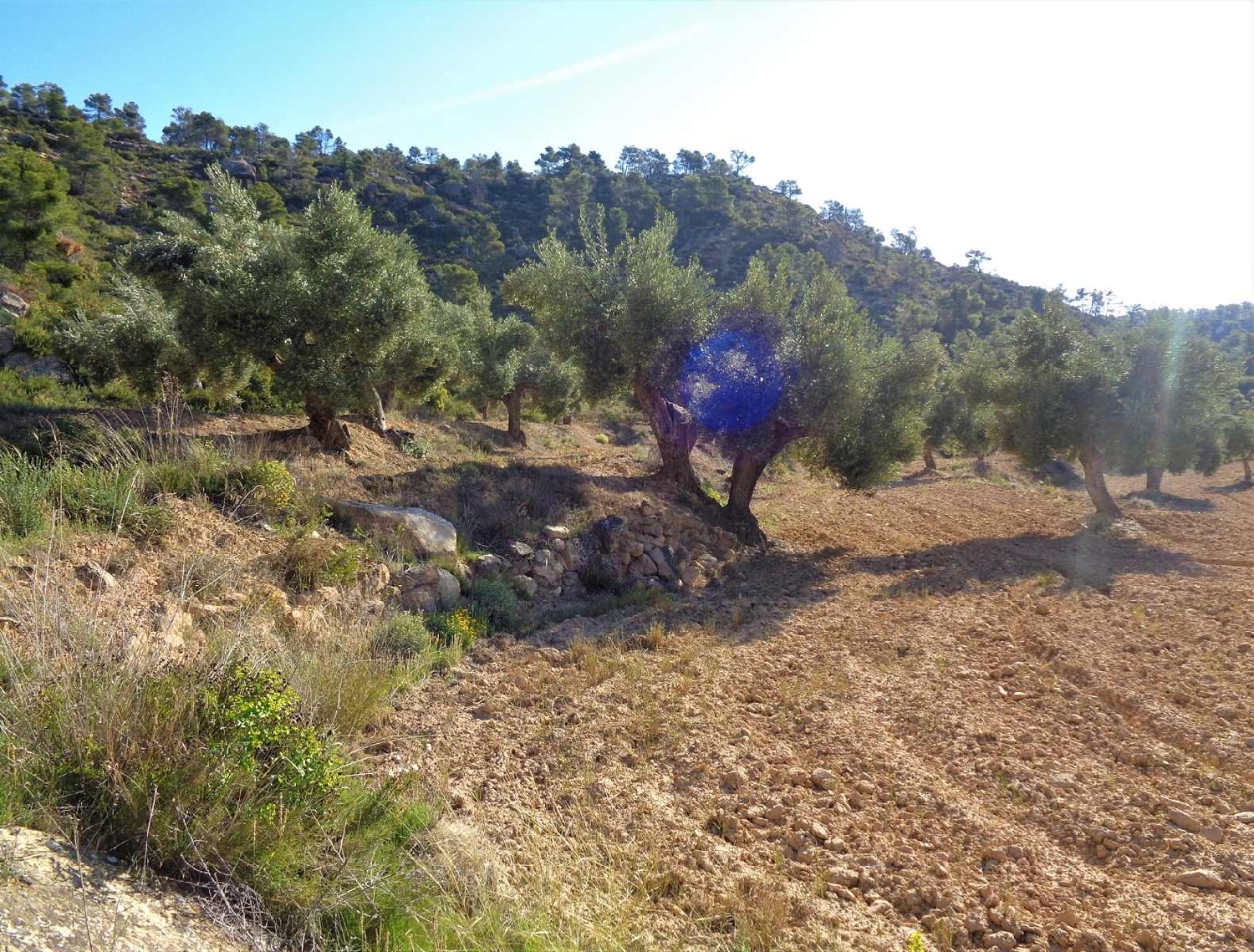  à vendre maison de campagne Maella Bajo Aragón-Caspe 7