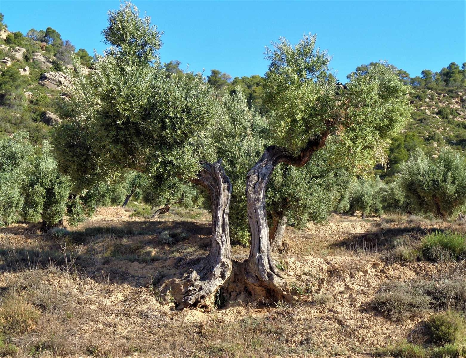  à vendre maison de campagne Maella Bajo Aragón-Caspe 10