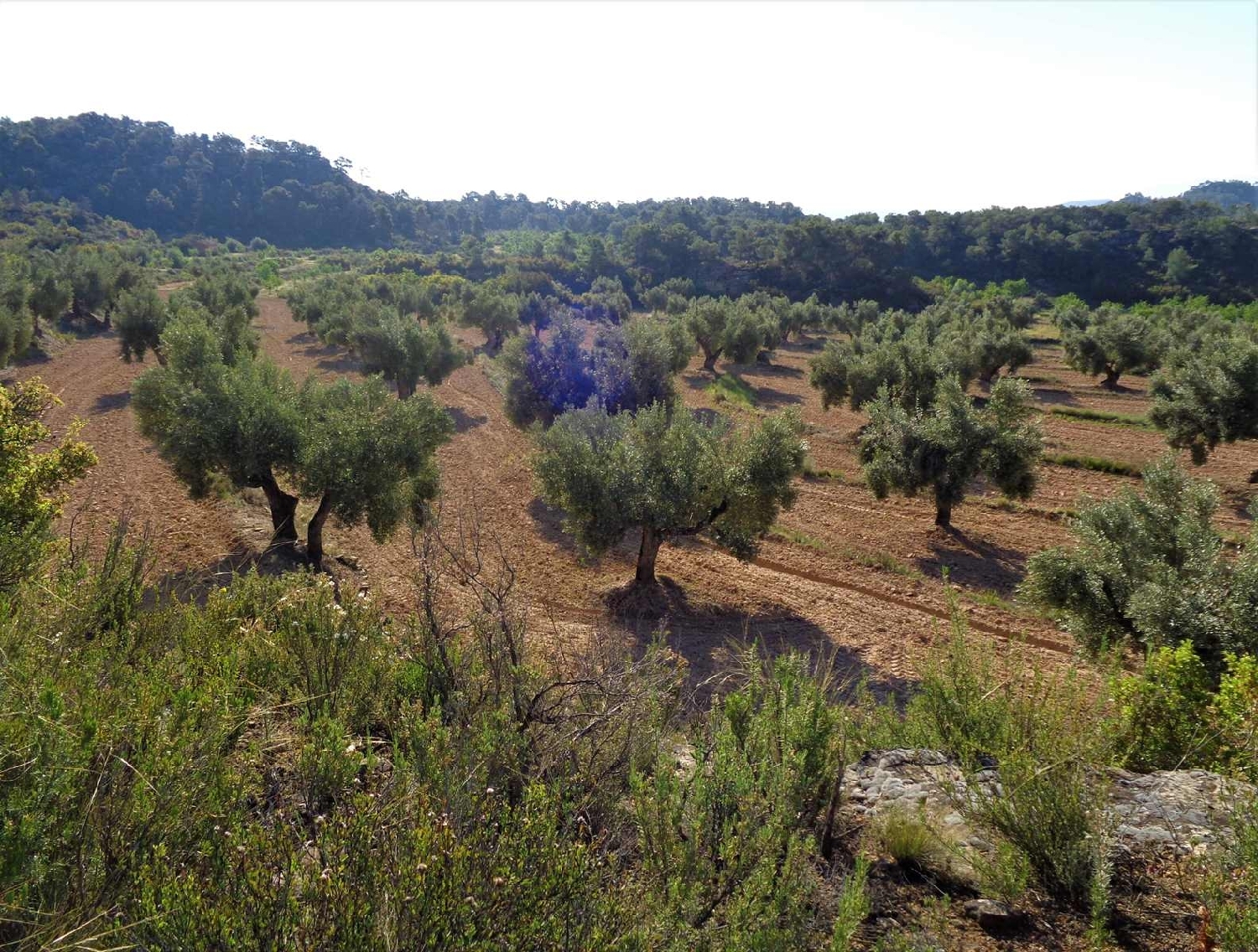  à vendre maison de campagne Maella Bajo Aragón-Caspe 9
