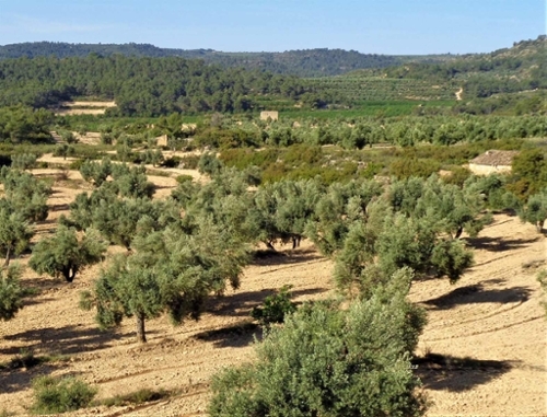 Maella Bajo Aragón-Caspe Landhaus Bild 6271058