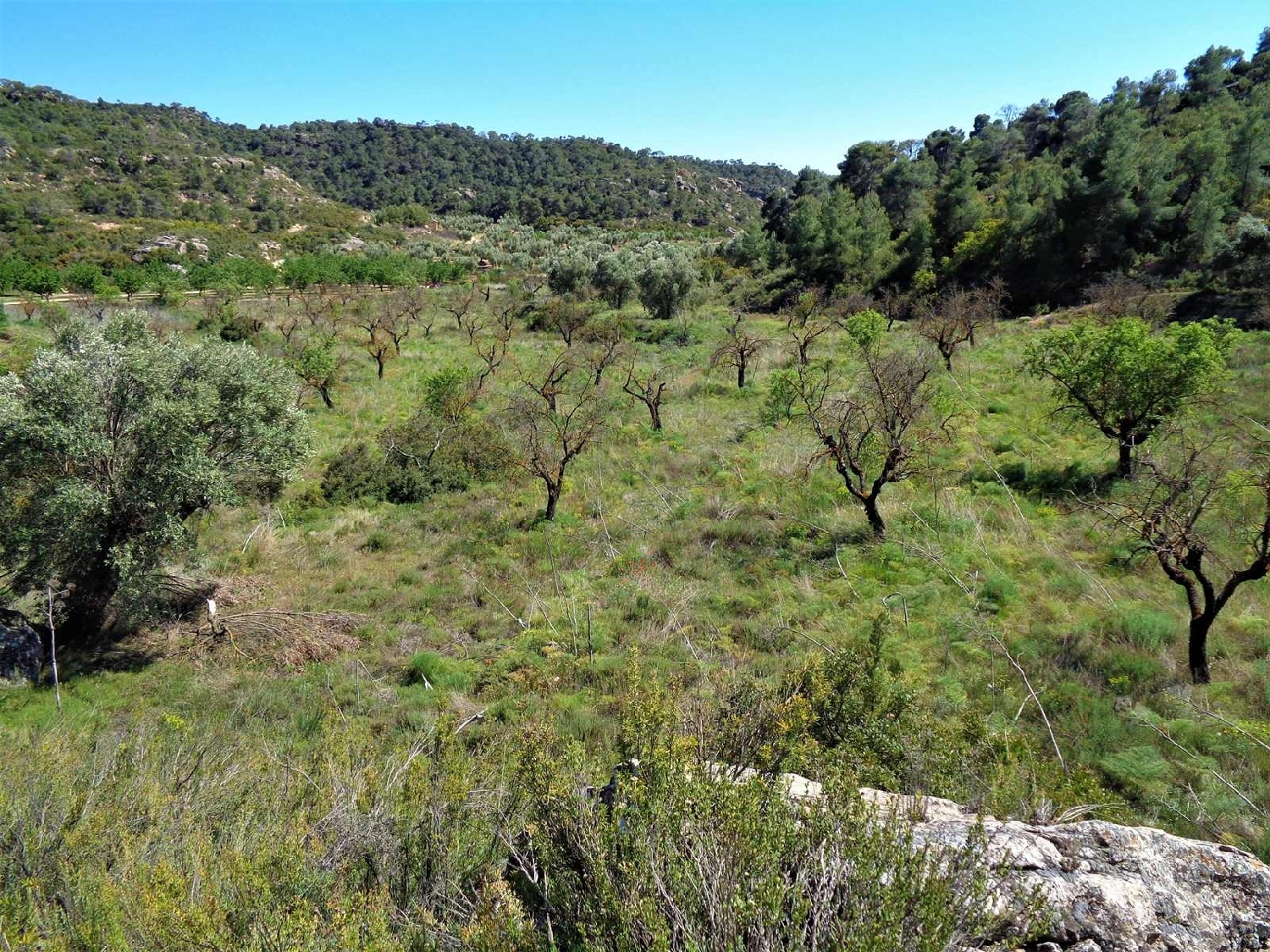 te koop boerderij Maella Bajo Aragón-Caspe 14