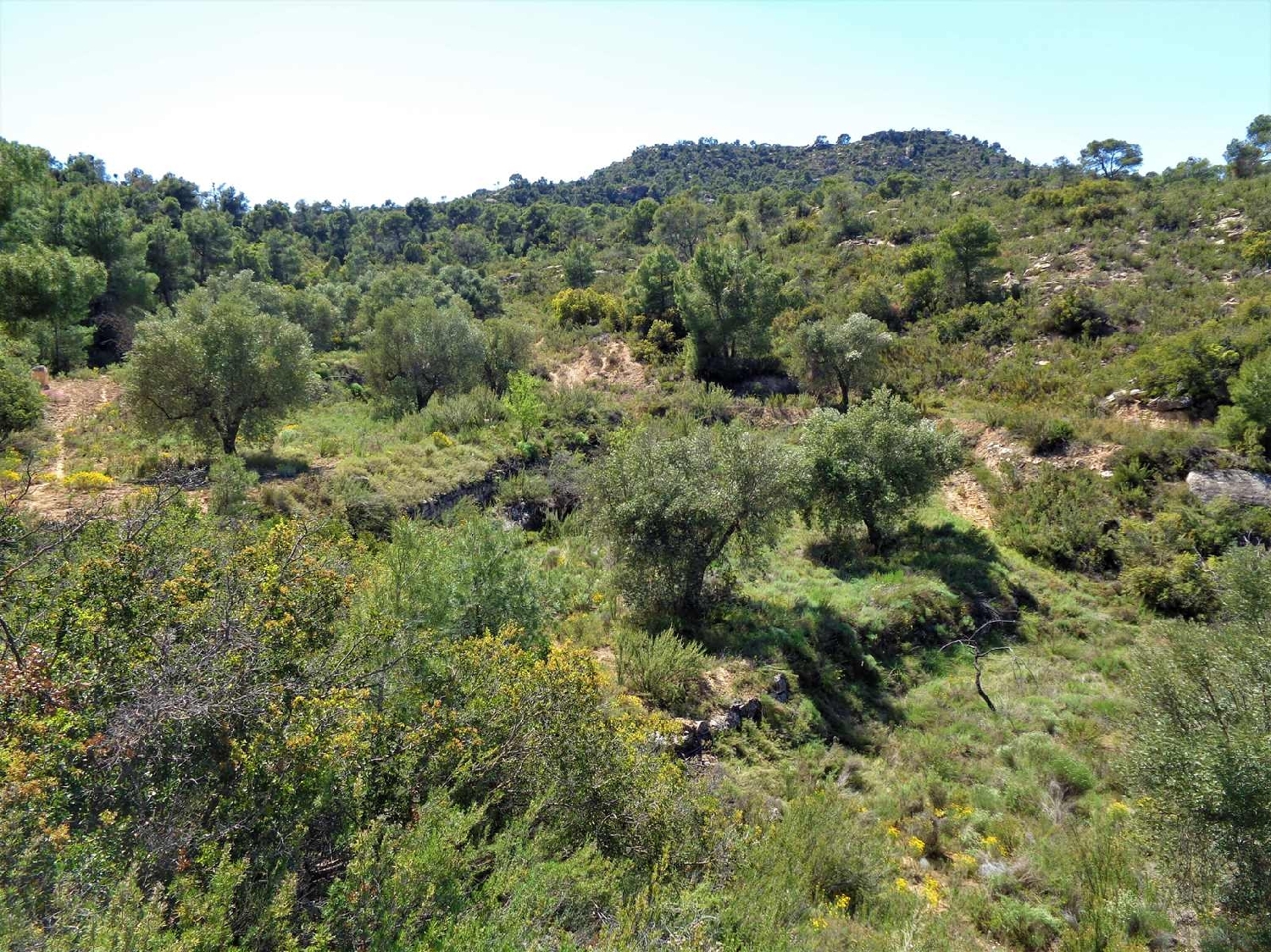  te koop boerderij Maella Bajo Aragón-Caspe 5