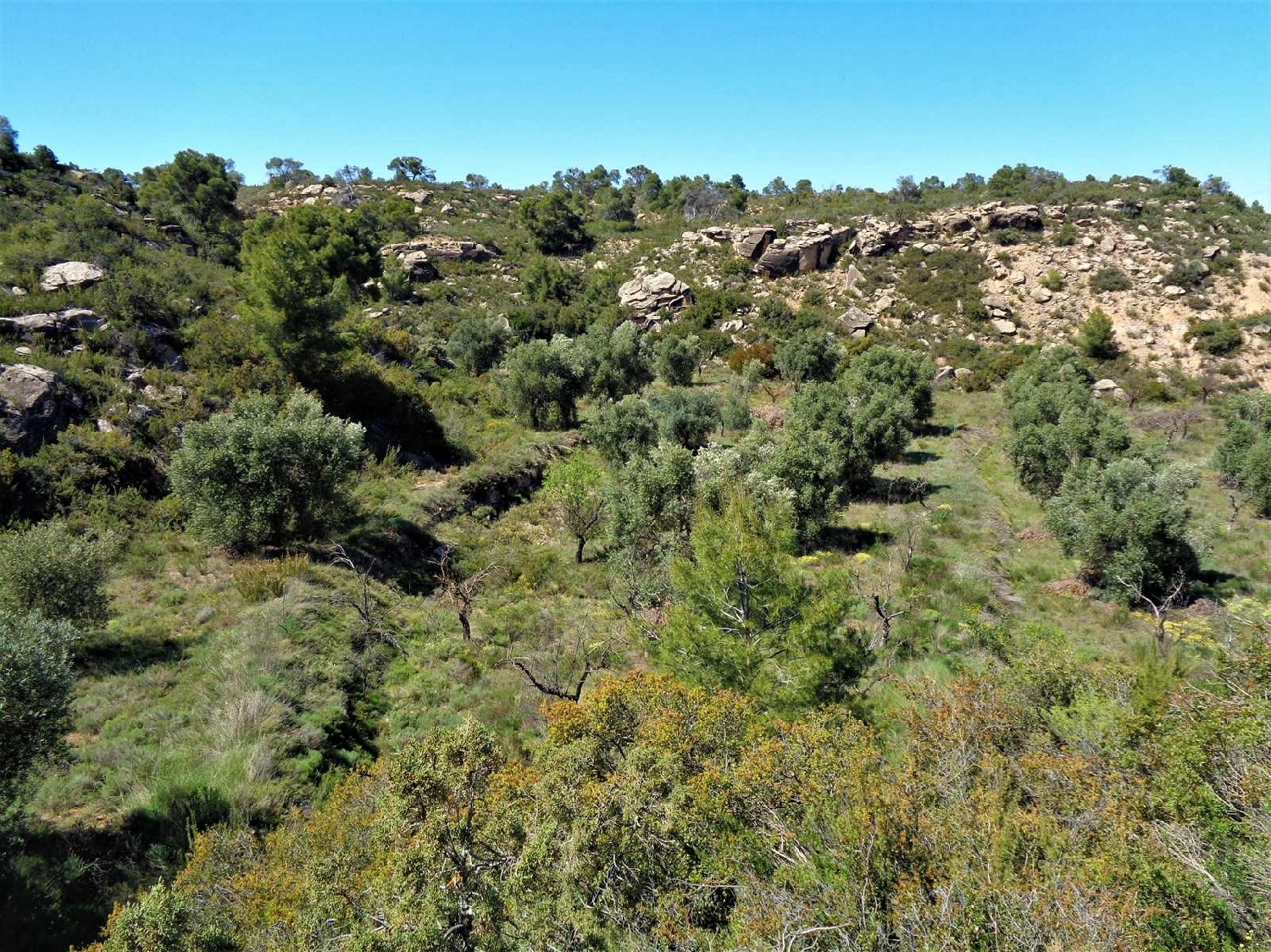  te koop boerderij Maella Bajo Aragón-Caspe 7